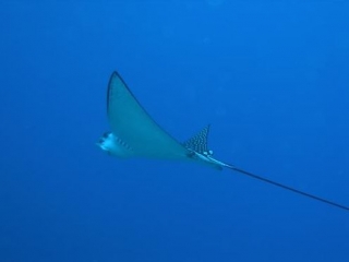  Conoce el Águila Marina 